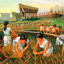 neolitico agricultura